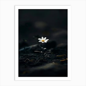 Daisy 20 Art Print