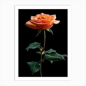 Orange Rose Isolated On Black Art Print