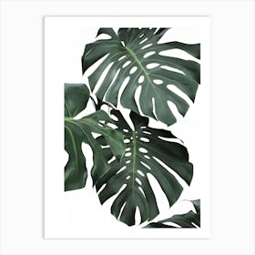 Monstera Leaves Art Print