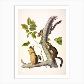 Douglass'S Squirrel, John James Audubon Art Print