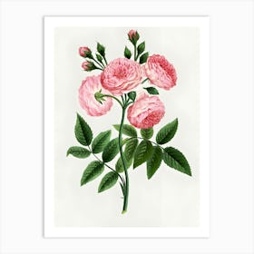 Pink Roses 3 Art Print