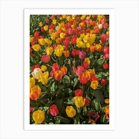 Amsterdam Tulip flowers Nature Art Botanical Travel Art Print