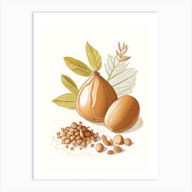 Nutmeg Spices And Herbs Pencil Illustration 5 Art Print