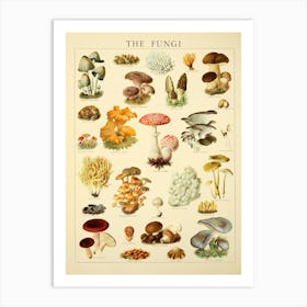 Mushrooms Vintage Illustration Art Print