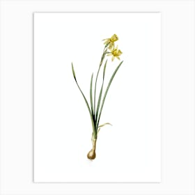 Vintage Narcissus Calathinus Botanical Illustration on Pure White n.0547 Art Print