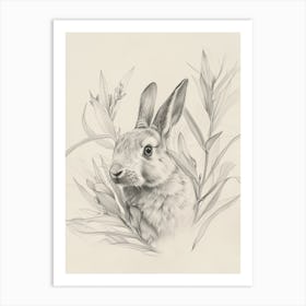 Argente Rabbit Drawing 4 Art Print