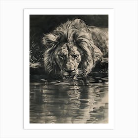 African Lion Charcoal Drawing Drinking From A Watering Hole 1 Art Print