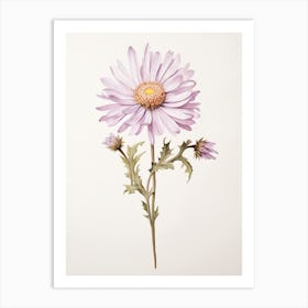 Pressed Flower Botanical Art Asters 1 Art Print