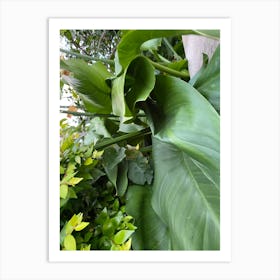 Large Leaves In A Garden Art Print