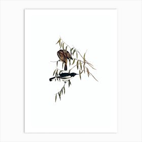 Vintage Pied Honeyeater Bird Illustration on Pure White Art Print