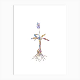 Stained Glass Scilla Lingulata Mosaic Botanical Illustration on White n.0032 Art Print