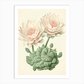 Vintage Cactus Illustration Gymnocalycium Cactus 2 Art Print
