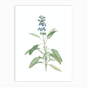 Vintage Sage Plant Botanical Illustration on Pure White n.0863 Art Print