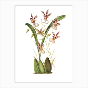 Orchids 5 Art Print