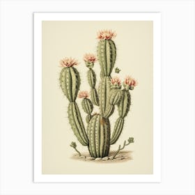 Vintage Cactus Illustration Turks Head Cactus Art Print