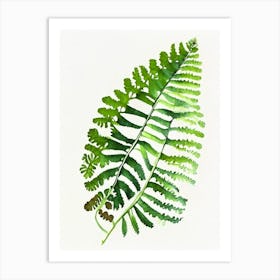 Southern Maidenhair Fern Watercolour Art Print