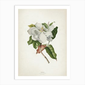 Vintage Ehret 4 Magnolia Maximo Art Print