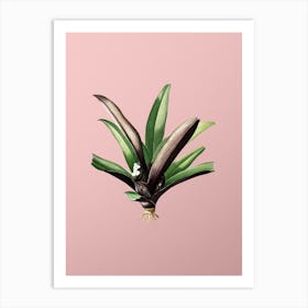 Vintage Boat Lily Botanical on Soft Pink n.0786 Art Print