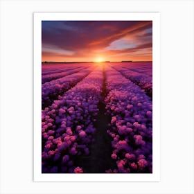 Sunset Over Lavender Field Art Print