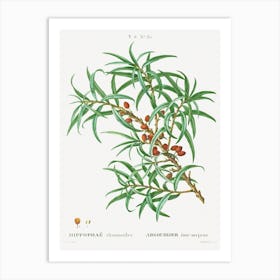 Common Sea Buckthorn, Pierre Joseph Redoute Art Print