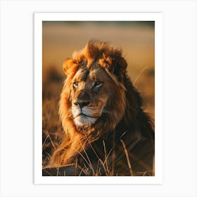 Lion In The Grass Art Print