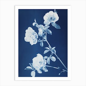 Rosa II Art Print