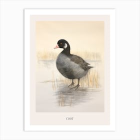 Vintage Bird Drawing Coot 3 Poster Art Print