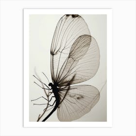 Shadow Of A Butterfly Art Print