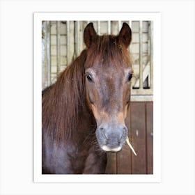 Horse In Stall Art Print