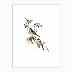 Vintage Singing Honeyeater Bird Illustration on Pure White n.0295 Art Print