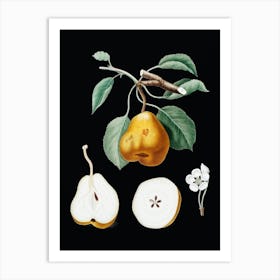 Vintage Pear Botanical Illustration on Solid Black n.0692 Art Print