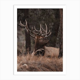 Bull Elk In Arizona Art Print