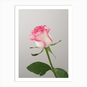 Pink Rose Art Print