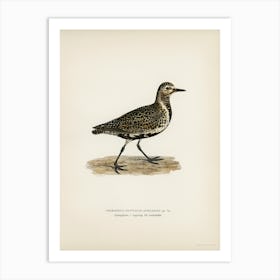 European Golden Plover, The Von Wright Brothers Art Print