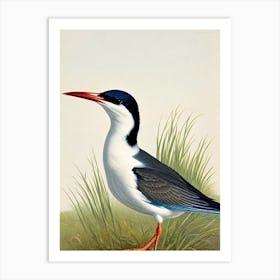 Common Tern James Audubon Vintage Style Bird Art Print