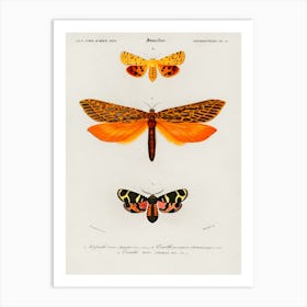 Different Types Of Moths, Charles Dessalines D'Orbigny Art Print