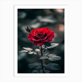 Red Rose Wallpaper Art Print