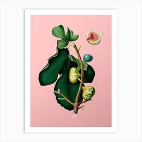 Vintage White Peel Fig Botanical on Soft Pink n.0068 Art Print