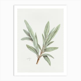 Sage Herb Sprig - Textured Botanical Wall Print Set | Floral Collection Art Print Art Print
