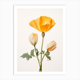 Pressed Wildflower Botanical Art California Poppy 1 Art Print