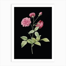 Vintage China Rose Botanical Illustration on Solid Black n.0629 Art Print