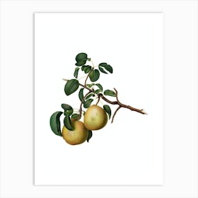 Vintage Pear Botanical Illustration on Pure White n.0621 Art Print