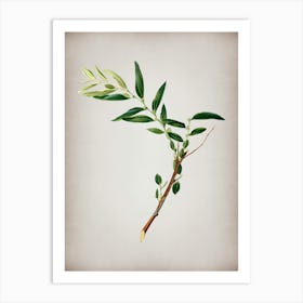 Vintage Jujube Botanical on Parchment n.0920 Art Print