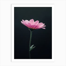 Single Pink Daisy Art Print