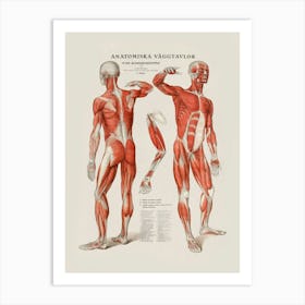 Anatomy Of The Human Body Art Print