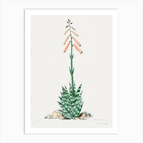 Aloevera, Familie Der Cacteen Art Print