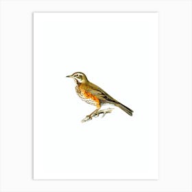 Vintage Redwing Thrush Bird Illustration on Pure White n.0220 Art Print