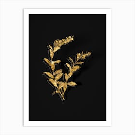 Vintage Andromeda Marginata Bloom Botanical in Gold on Black n.0608 Art Print