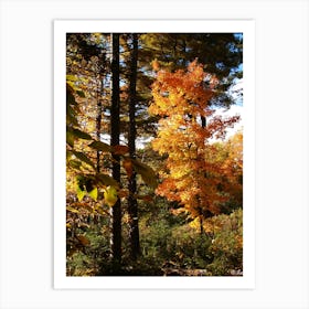 Autumn In The Woods Art Print