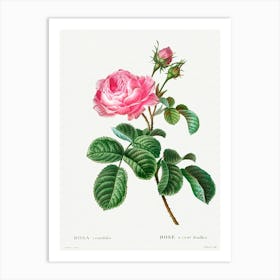 Cabbage Rose, Pierre Joseph Redoute (4) Art Print